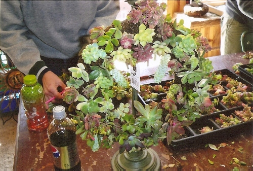 Succulent Wreaths